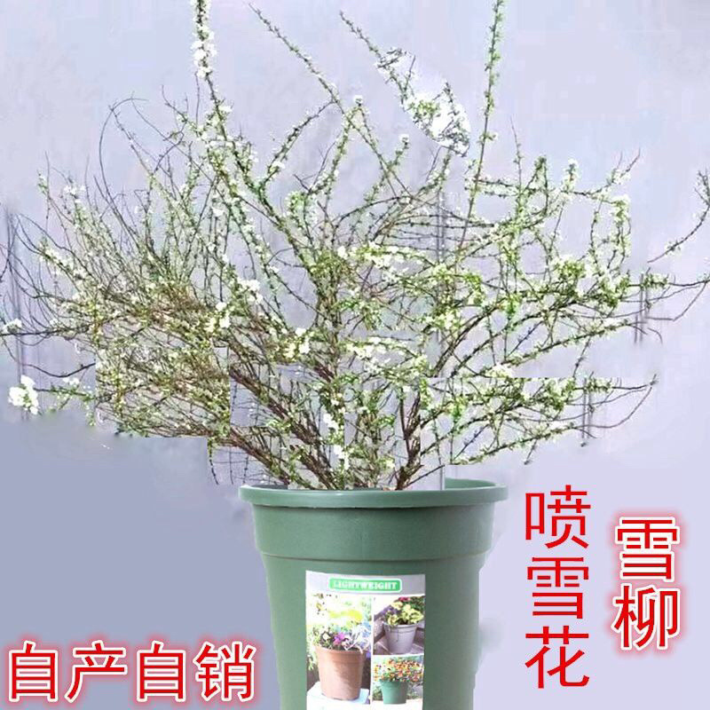 雪柳喷雪花树苗盆栽室内庭院绿植早春花卉串开浓香耐热耐寒好养