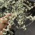 雪柳喷雪花树苗盆栽室内庭院绿植早春花卉串开浓香耐热耐寒好养