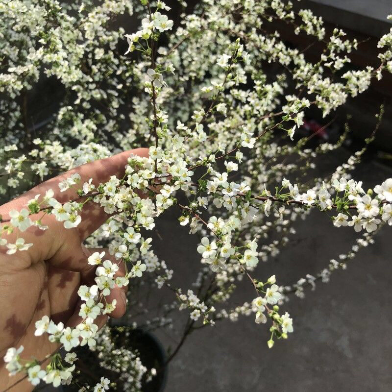 雪柳喷雪花树苗盆栽室内庭院绿植早春花卉串开浓香耐热耐寒好养