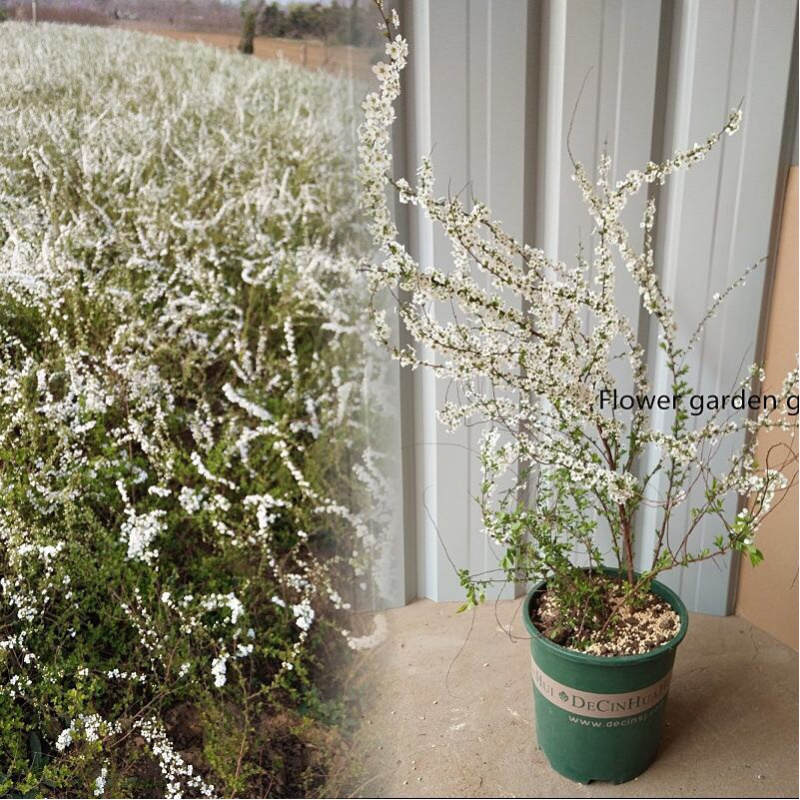 雪柳喷雪花树苗盆栽室内庭院绿植早春花卉串开浓香耐热耐寒好养