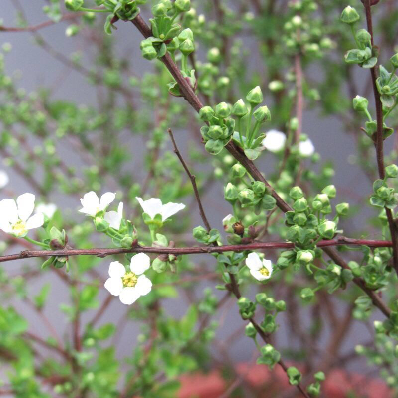 雪柳喷雪花树苗盆栽室内庭院绿植早春花卉串开浓香耐热耐寒好养