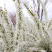 雪柳喷雪花树苗盆栽室内庭院绿植早春花卉串开浓香耐热耐寒好养