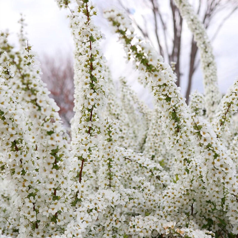 雪柳喷雪花树苗盆栽室内庭院绿植早春花卉串开浓香耐热耐寒好养