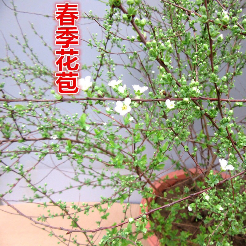 雪柳喷雪花树苗盆栽室内庭院绿植早春花卉串开浓香耐热耐寒好养