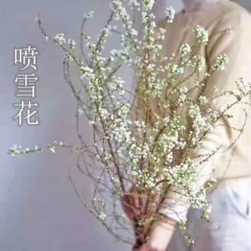 雪柳喷雪花树苗盆栽室内庭院绿植早春花卉串开浓香耐热耐寒好养