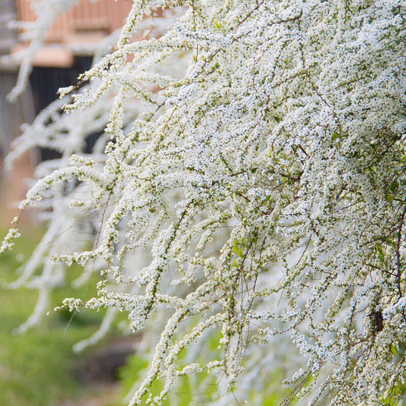 雪柳喷雪花树苗盆栽室内庭院绿植早春花卉串开浓香耐热耐寒好养