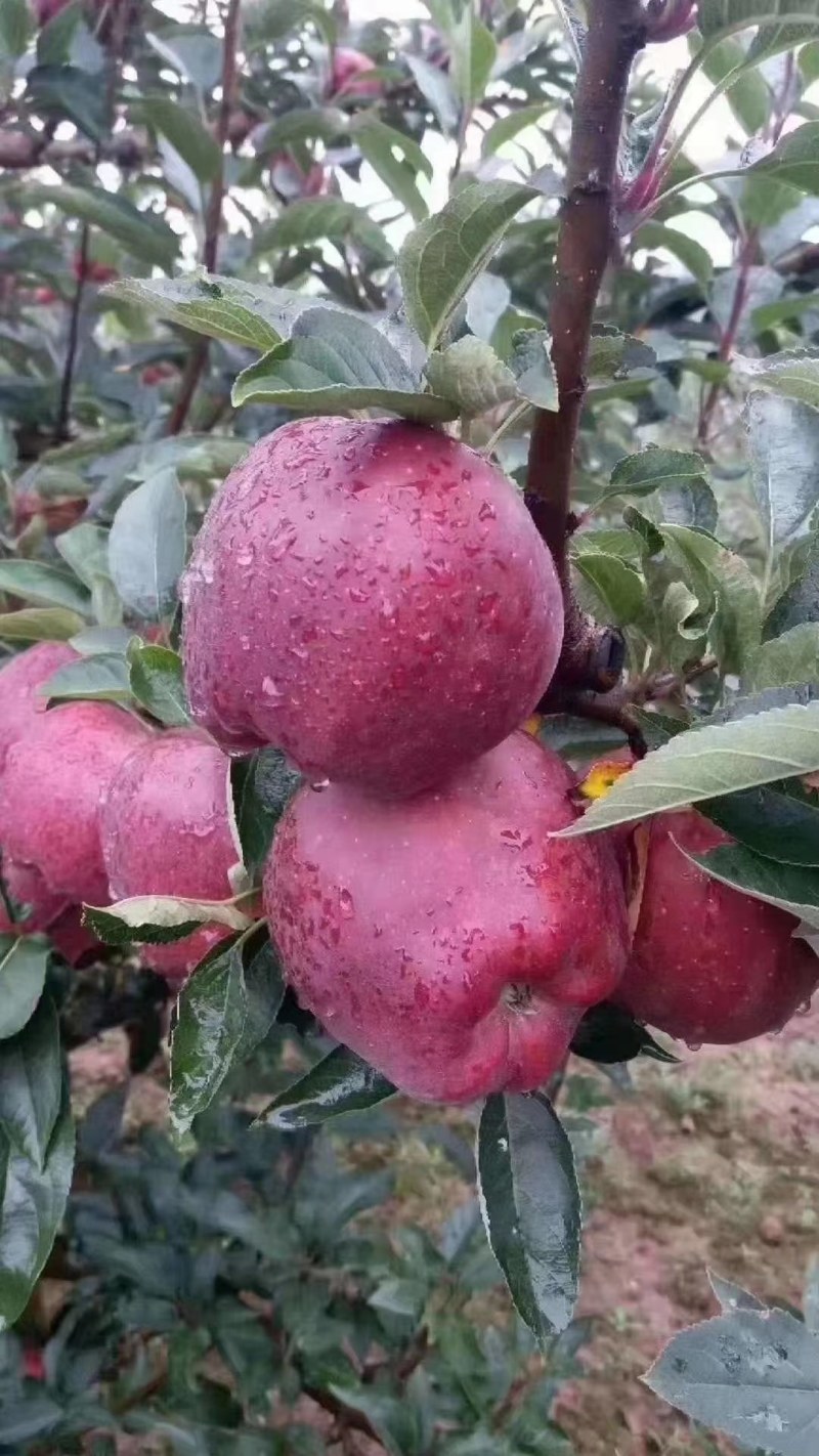 甘肃礼县盐官镇花牛大量上市呢