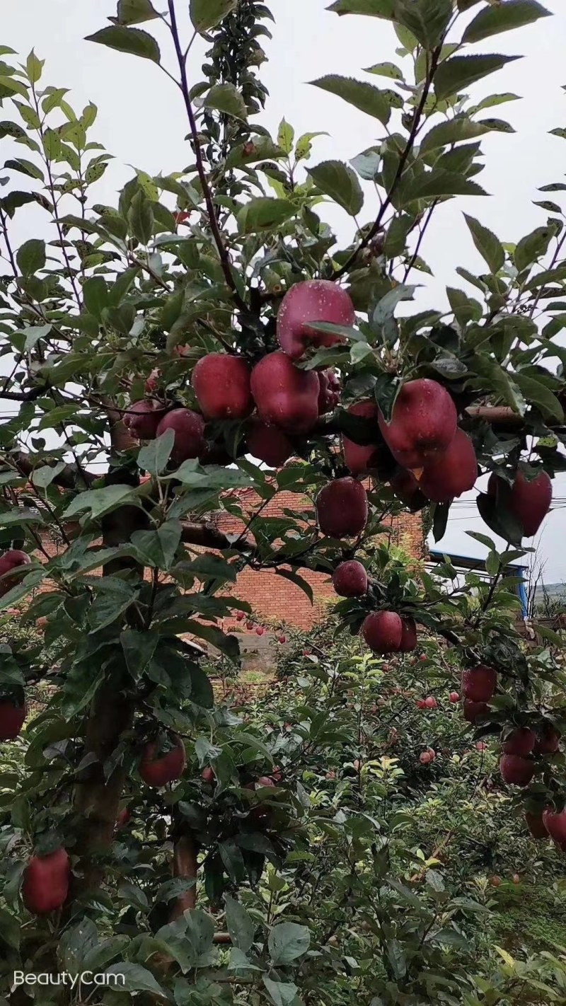 甘肃礼县盐官镇花牛大量上市呢