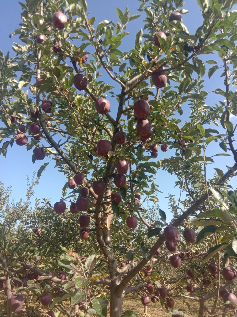 甘肃礼县盐官镇花牛大量上市呢
