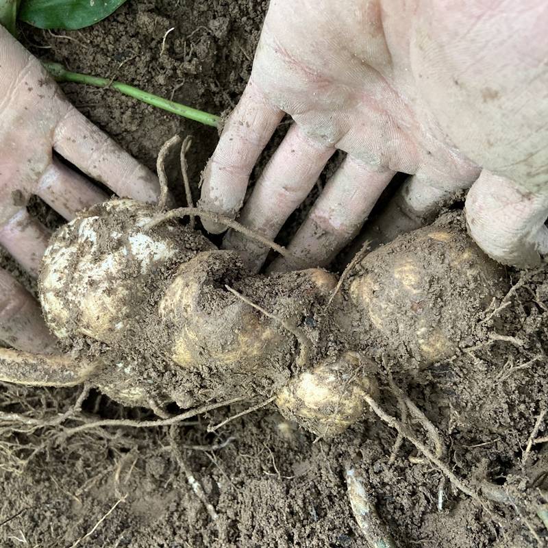 【特惠】黄精500g秦岭特级熟黄精干货泡茶即食男性泡酒料