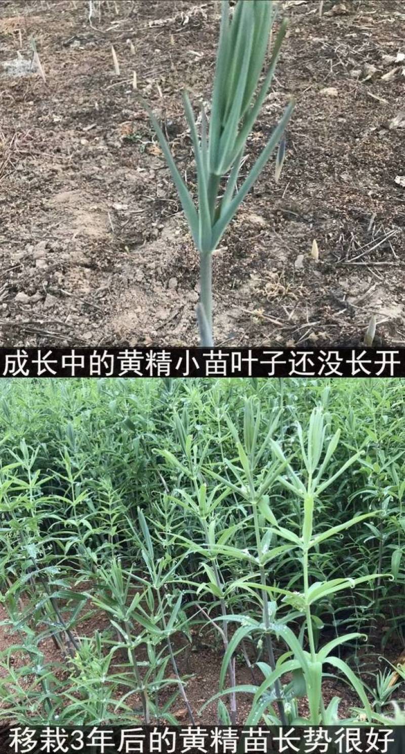 【特惠】黄精500g秦岭特级熟黄精干货泡茶即食男性泡酒料