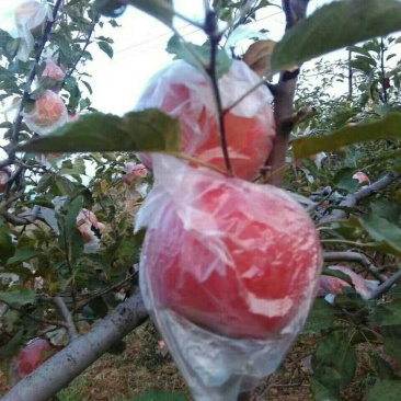 中秋钜惠陕西特产富士王苹果,口感甜脆,可带皮吃,