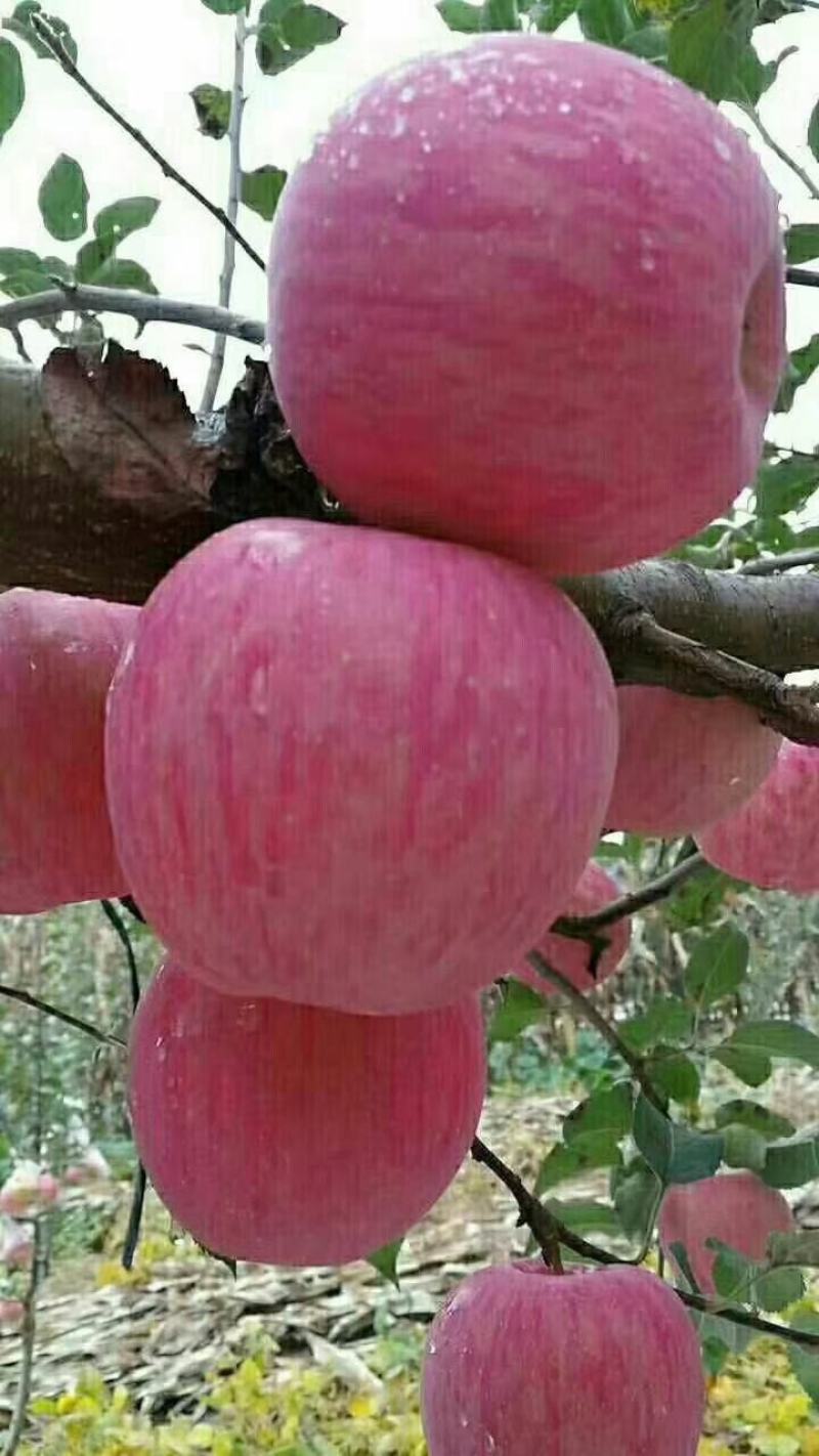 冰糖心红富士苹果，一件代发，寻找电商合作