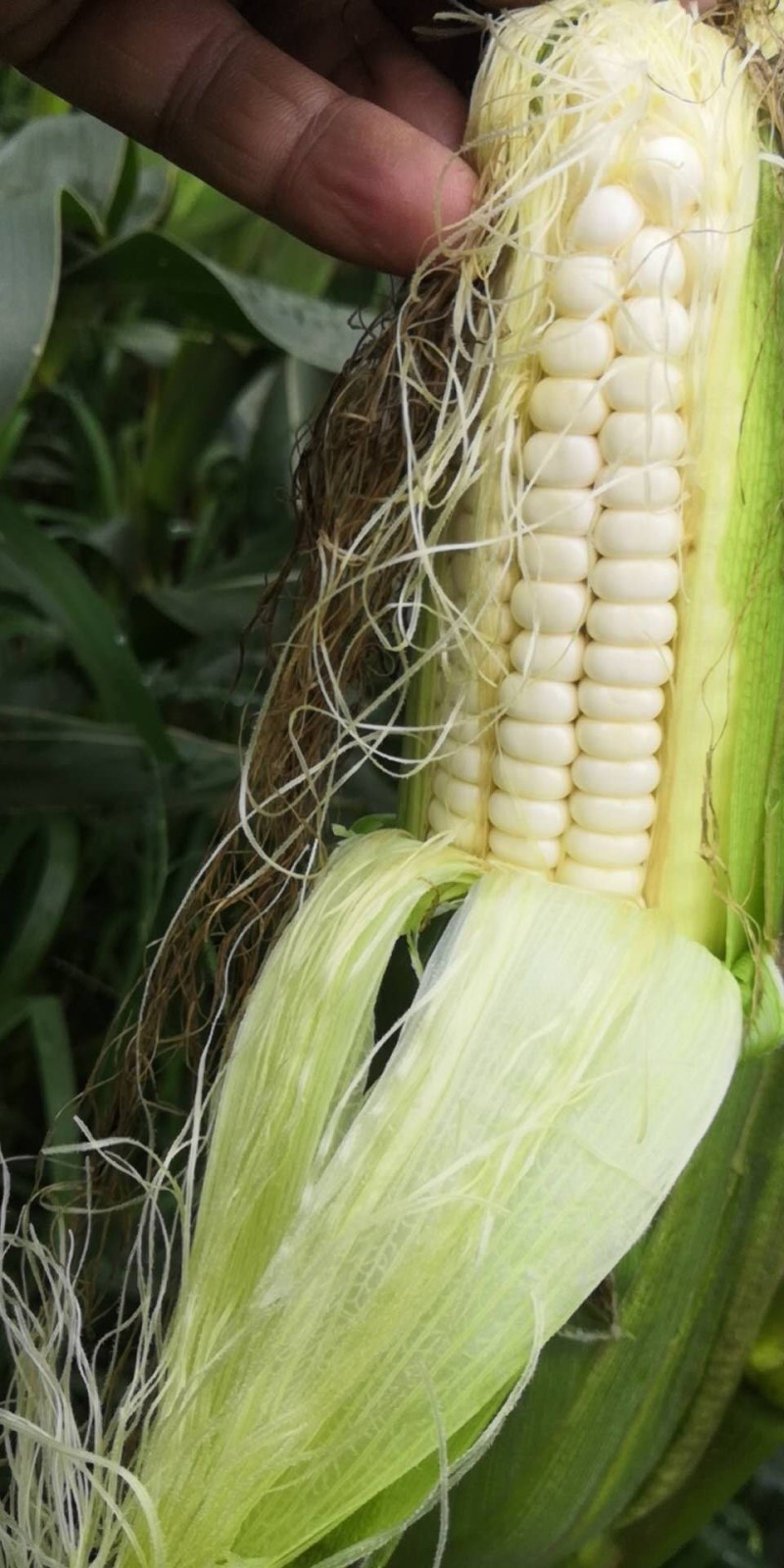 玉米，白糯玉米，鲜玉米，糯玉米，老嫩合适，满尖无虫，甜糯