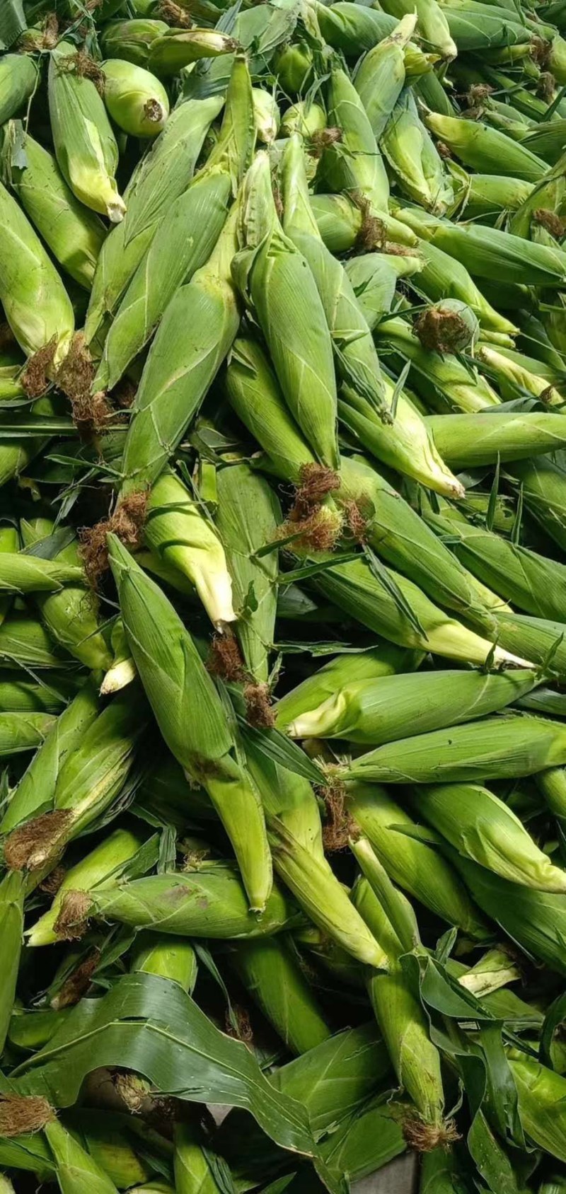 玉米，白糯玉米，鲜玉米，糯玉米，老嫩合适，满尖无虫，甜糯
