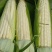 玉米，白糯玉米，鲜玉米，糯玉米，老嫩合适，满尖无虫，甜糯