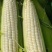 玉米，白糯玉米，鲜玉米，糯玉米，老嫩合适，满尖无虫，甜糯