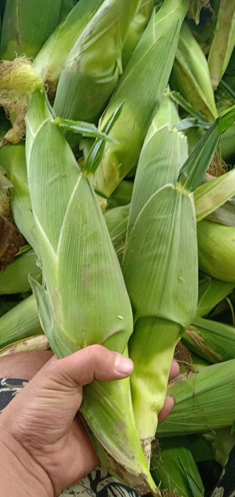 玉米，白糯玉米，鲜玉米，糯玉米，老嫩合适，满尖无虫，甜糯