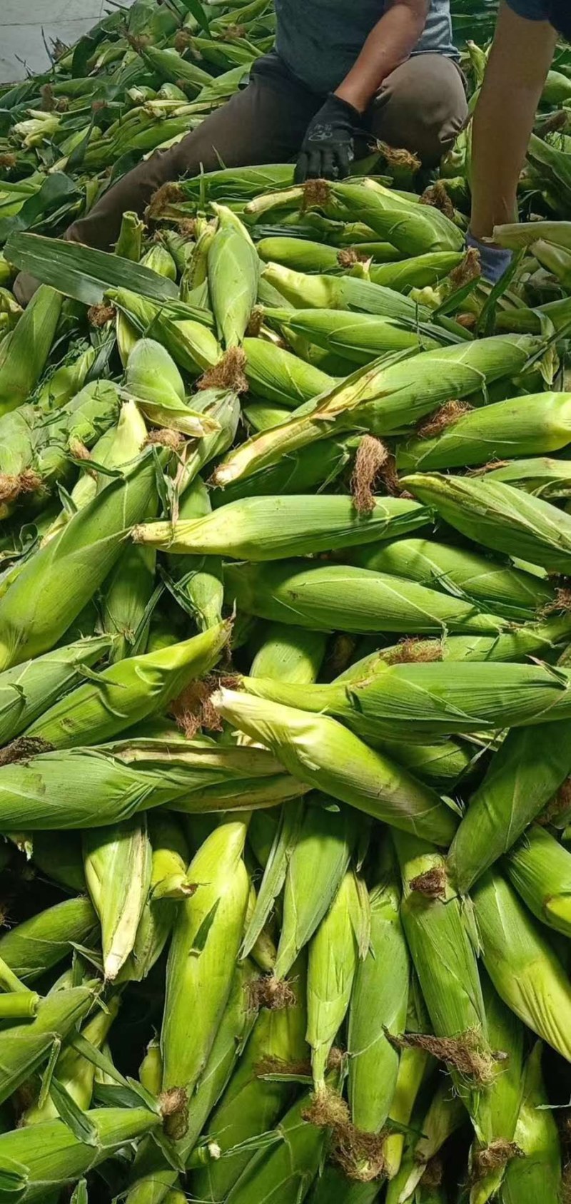 玉米，白糯玉米，鲜玉米，糯玉米，老嫩合适，满尖无虫，甜糯