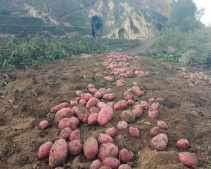 宁夏西吉县是马铃薯之乡