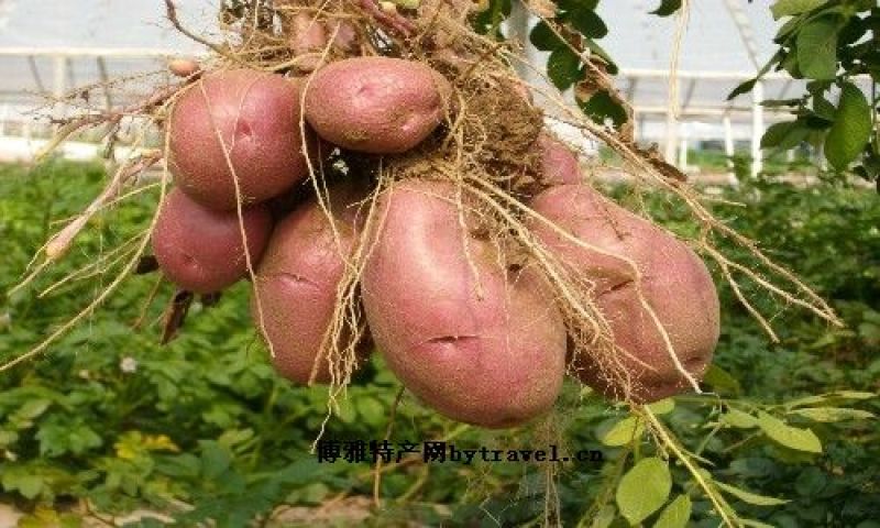 宁夏西吉县是马铃薯之乡