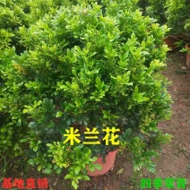 米兰花树桩树苗盆栽，四季开花阳台庭院养殖