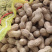 精品鲜花生每天五千斤