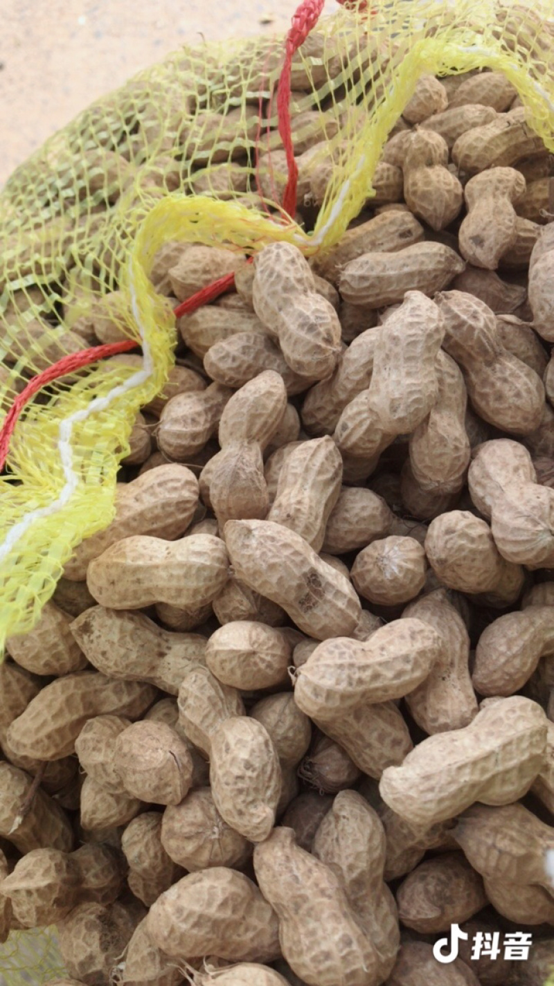 精品鲜花生每天五千斤