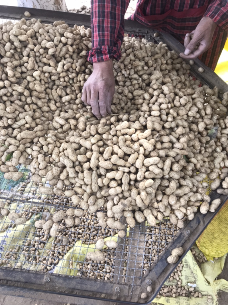 精品鲜花生每天五千斤