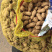精品鲜花生每天五千斤