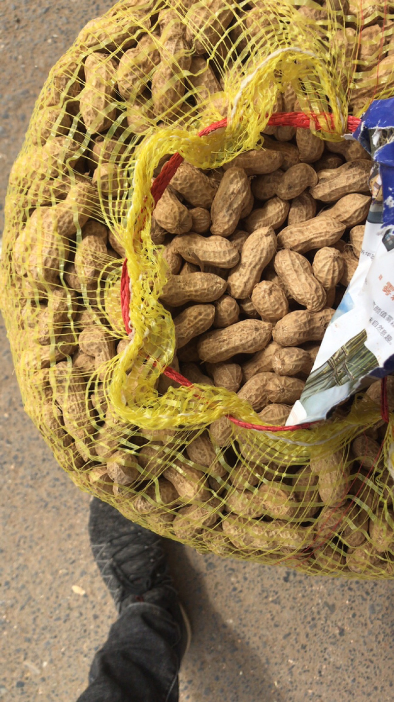 精品鲜花生每天五千斤
