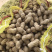 精品鲜花生每天五千斤