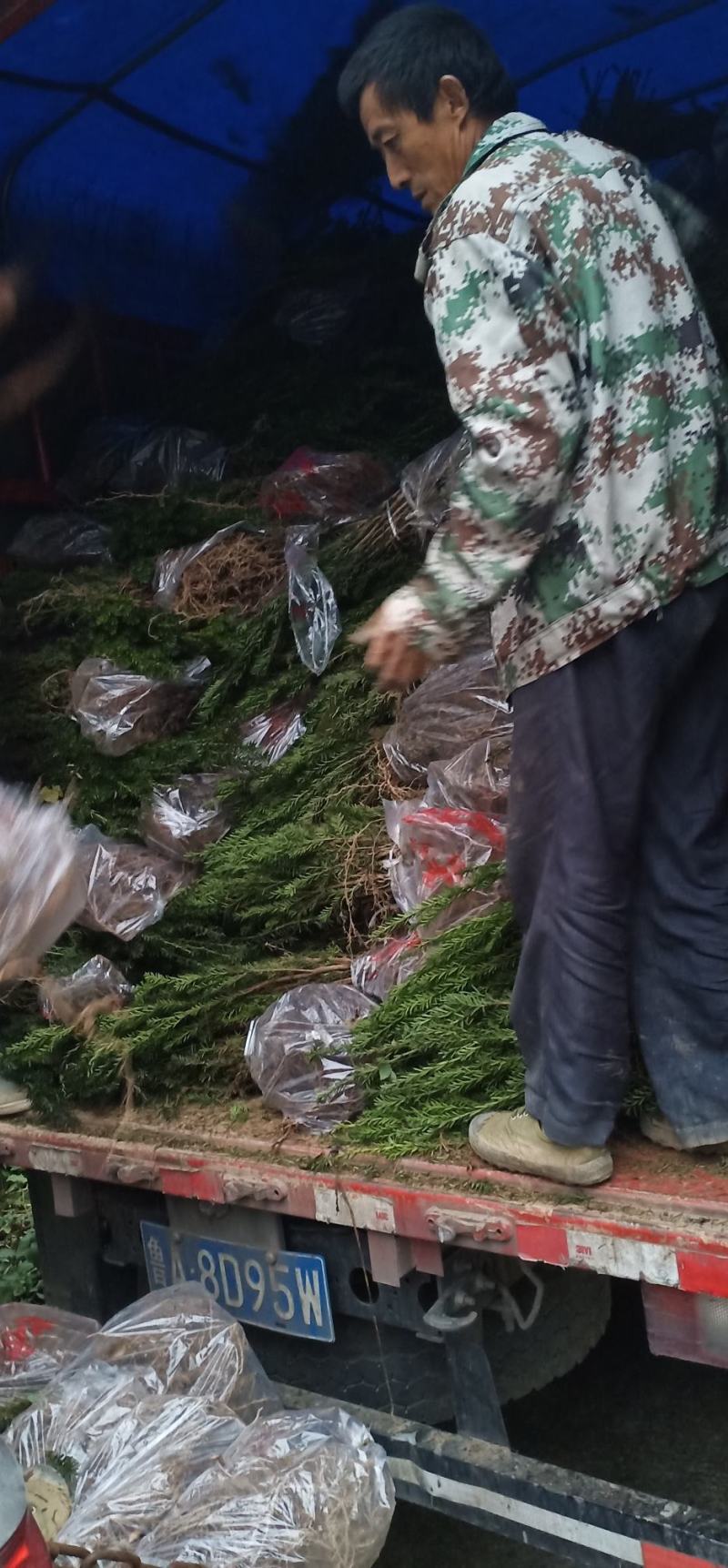 四川绵阳红豆杉小苗，苗木种苗货优量足价格低欢迎进店选购！