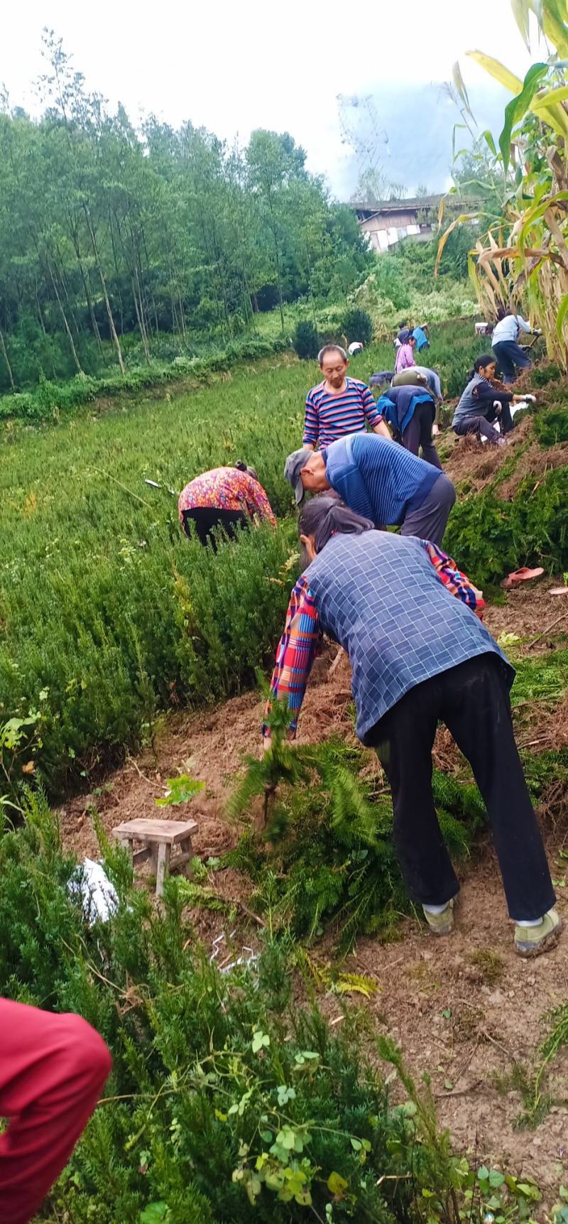 四川绵阳红豆杉小苗，苗木种苗货优量足价格低欢迎进店选购！