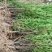 四川绵阳红豆杉小苗，苗木种苗货优量足价格低欢迎进店选购！