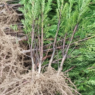 四川绵阳红豆杉小苗，苗木种苗货优量足价格低欢迎进店选购！