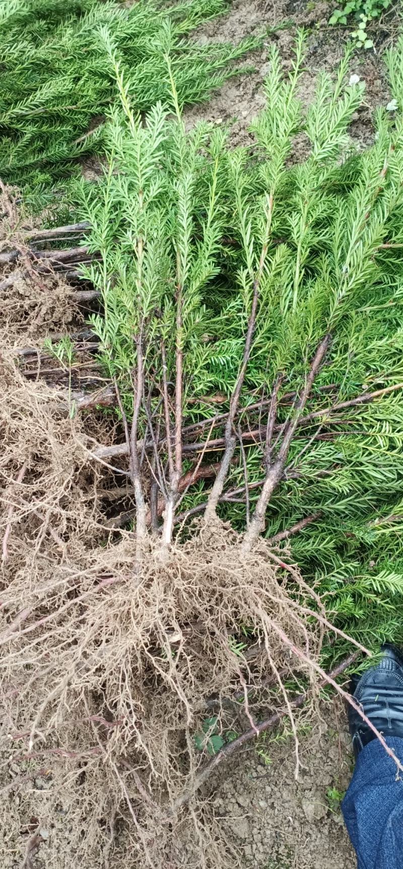 四川绵阳红豆杉小苗，苗木种苗货优量足价格低欢迎进店选购！