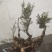 贵州六盘水何氏精品映山红盆景素材国旗红大桩