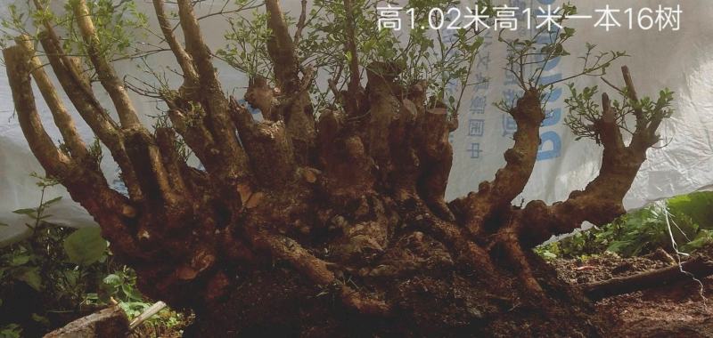 贵州六盘水何氏精品映山红盆景素材国旗红大桩