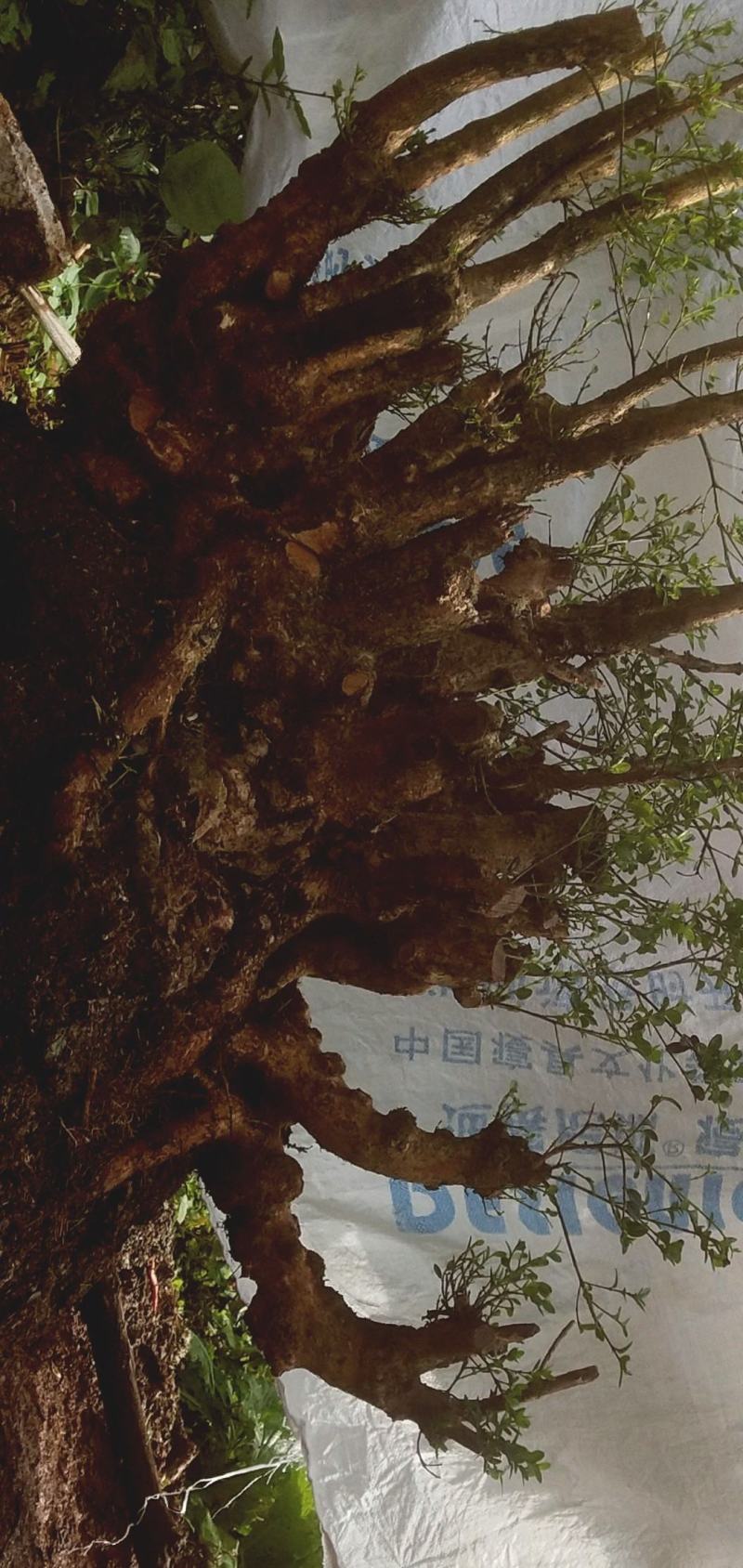 贵州六盘水何氏精品映山红盆景素材国旗红大桩