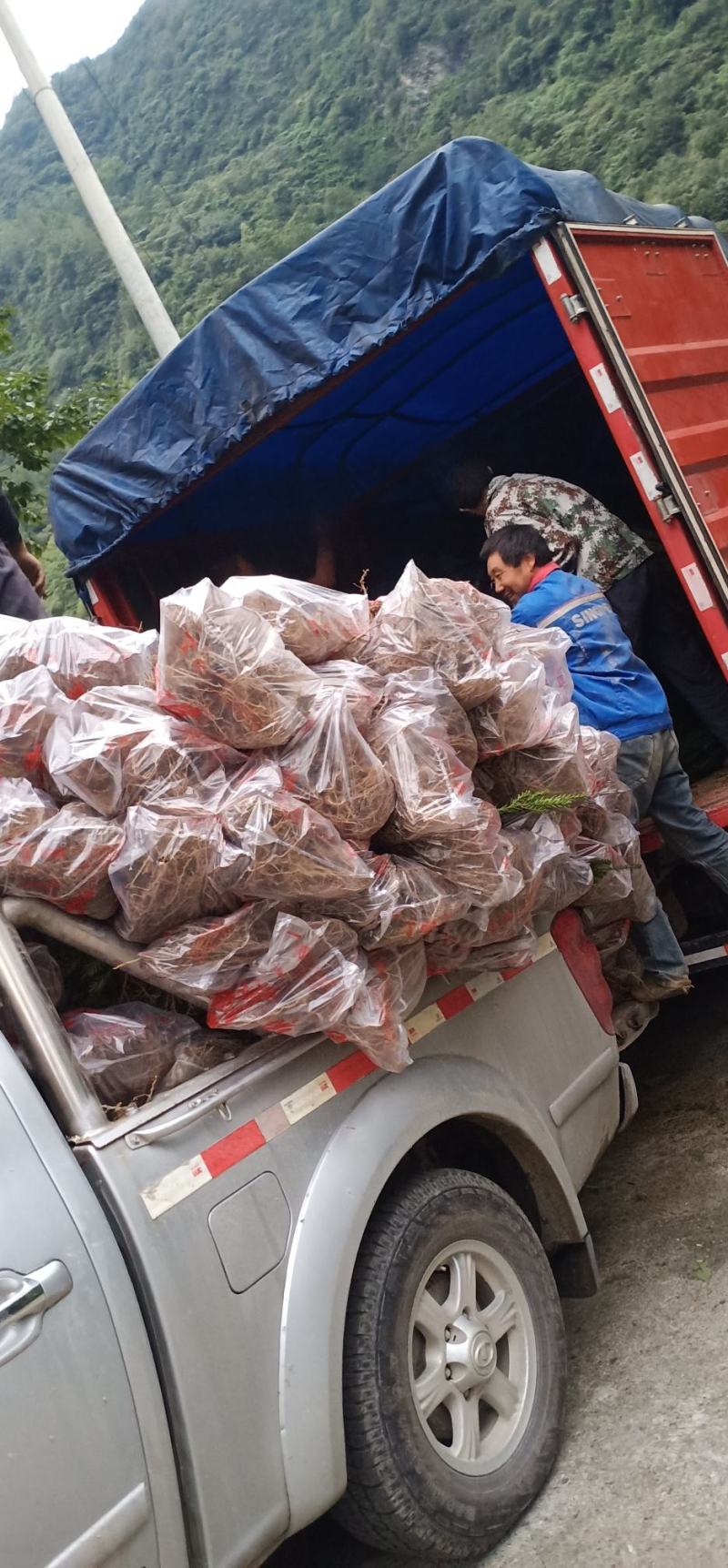 四川绵阳红豆杉小苗，苗木种苗货优量足价格低欢迎进店选购！
