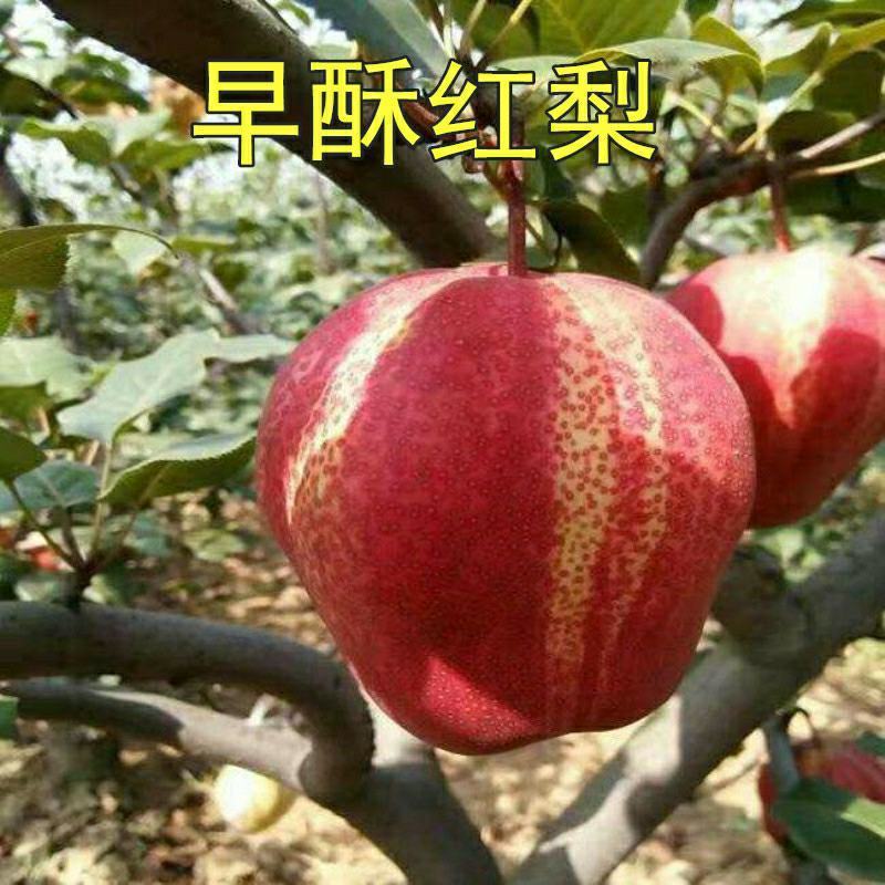 梨树苗红梨树苗早酥红梨嫁接果树苗当年结果