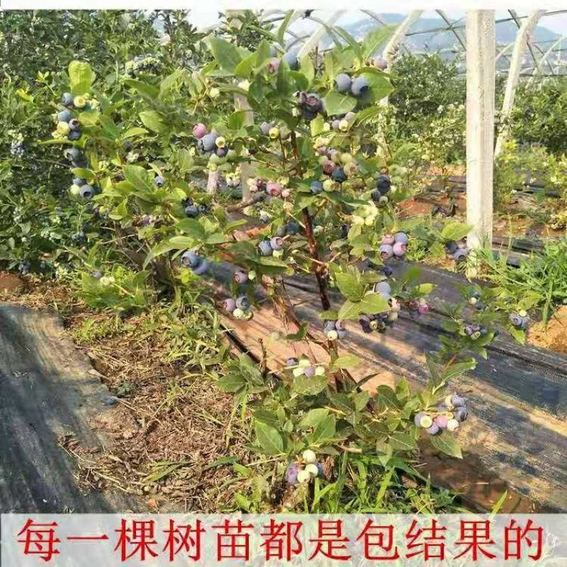 蓝莓树苗盆栽地栽果树苗南北方种植蓝莓苗室内外当年结果