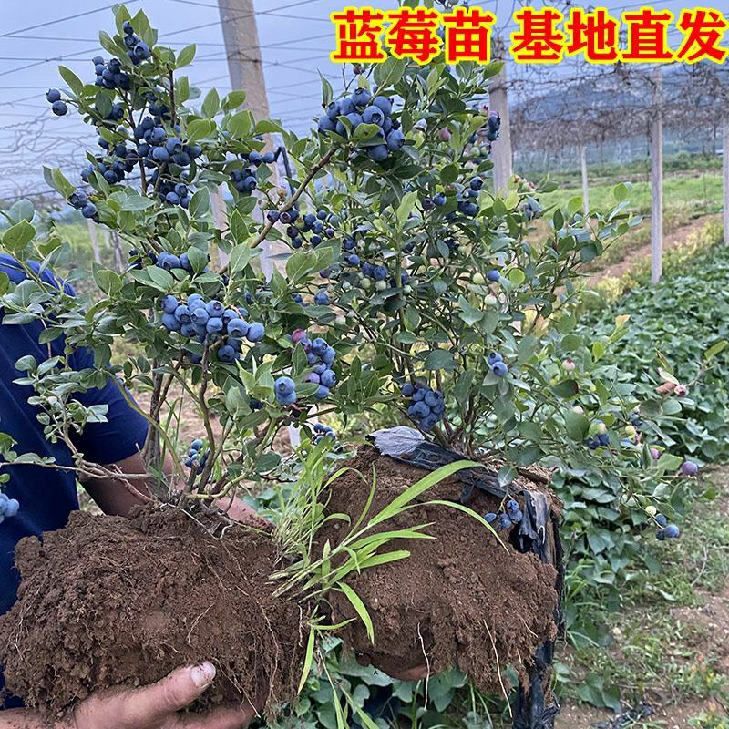 蓝莓树苗盆栽地栽果树苗南北方种植蓝莓苗室内外当年结果