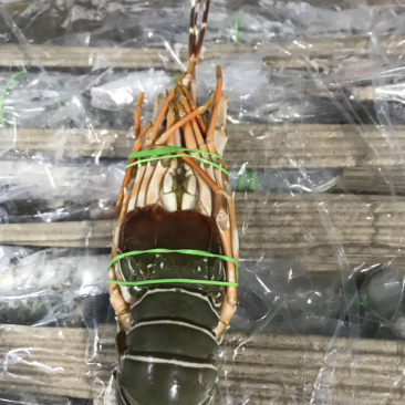 小青龙一手货源规格：100/700全国各地可发货