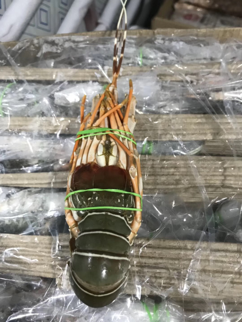 小青龙一手货源规格：100/700全国各地可发货