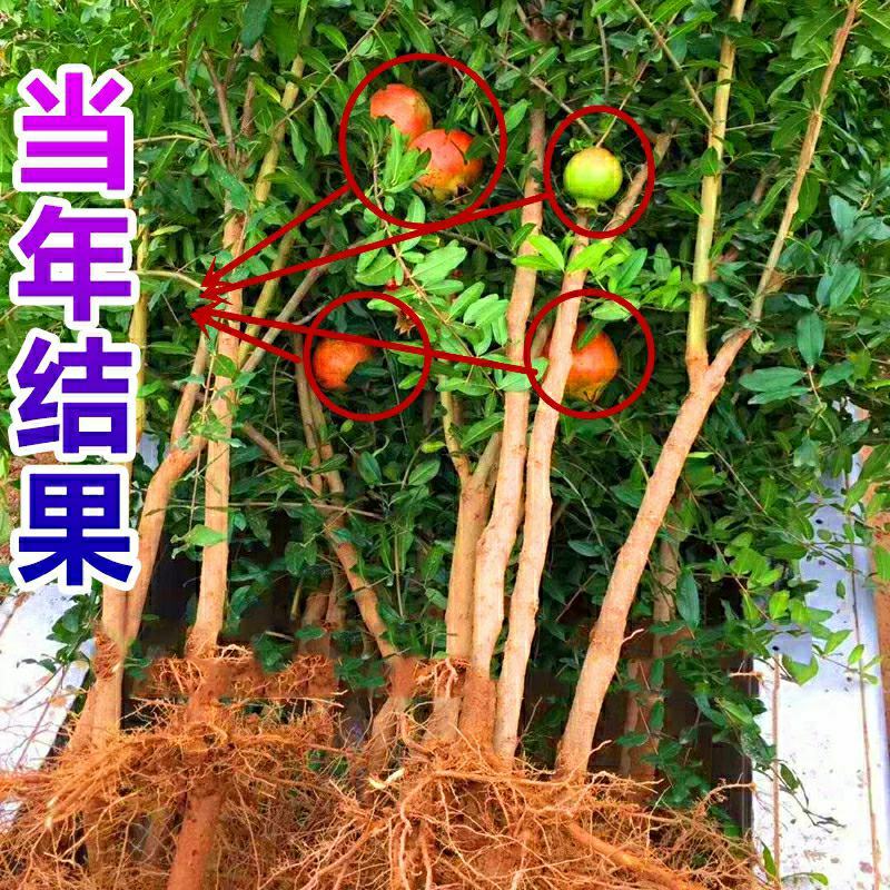 突尼斯软籽石榴苗无籽黑石榴树苗南方北方种植