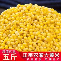 蔚县（特黏）大黄米种植户发货（包邮）有机肥种植优质农产品