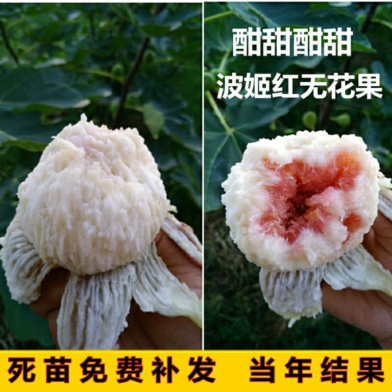 无花果树苗南北方四季庭院无花果种植无花果苗盆栽当年结果