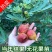 无花果树苗南北方四季庭院无花果种植无花果苗盆栽当年结果